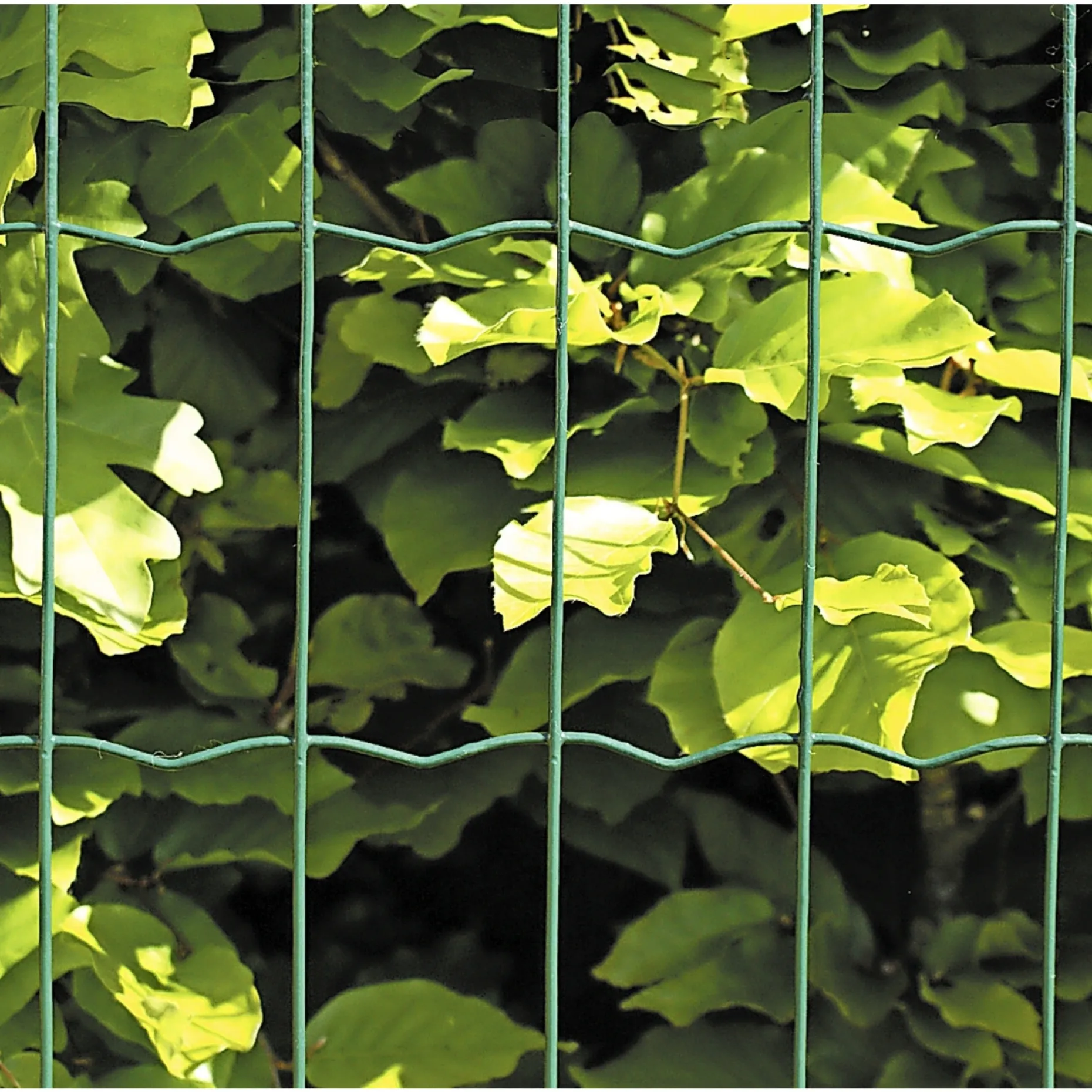 HORTUS HEGN GRØN PLASTBELAGT 0.60 X 25 M