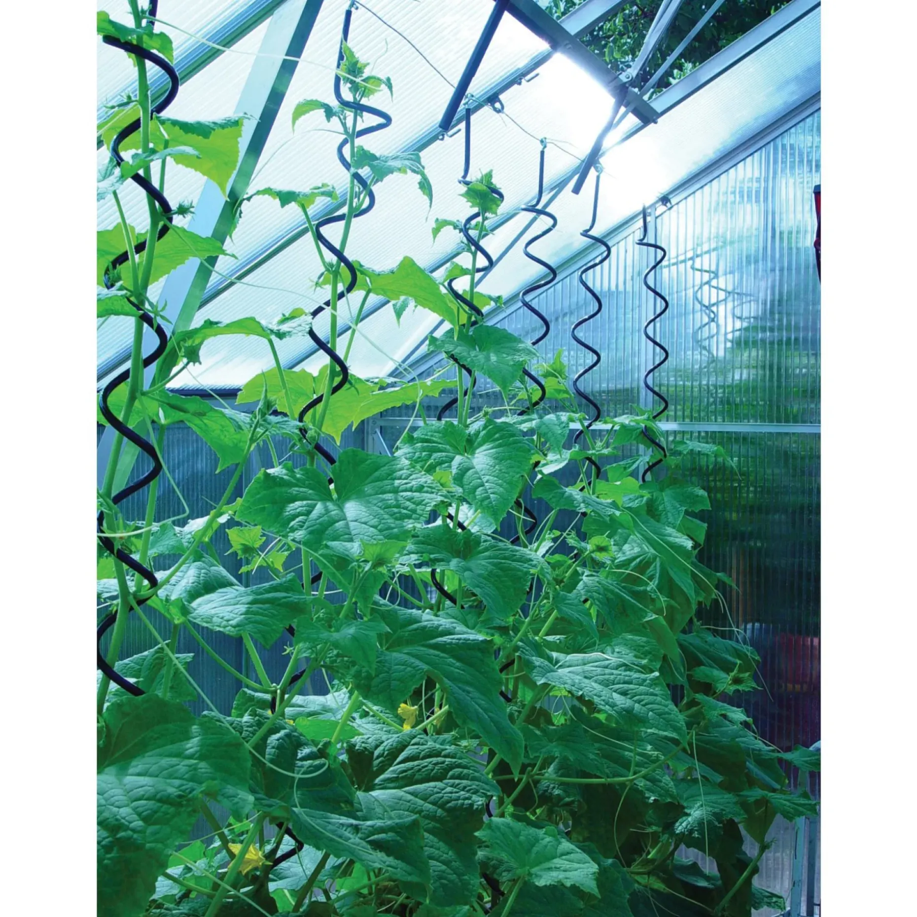JULIANA PLANTESPIRAL